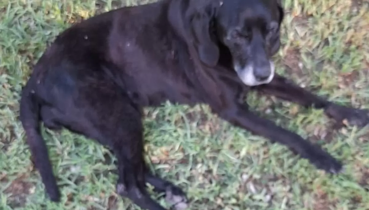 🚨 Buscan a una famosa perra de City Bell: ¿Quién se llevó a La Negra?