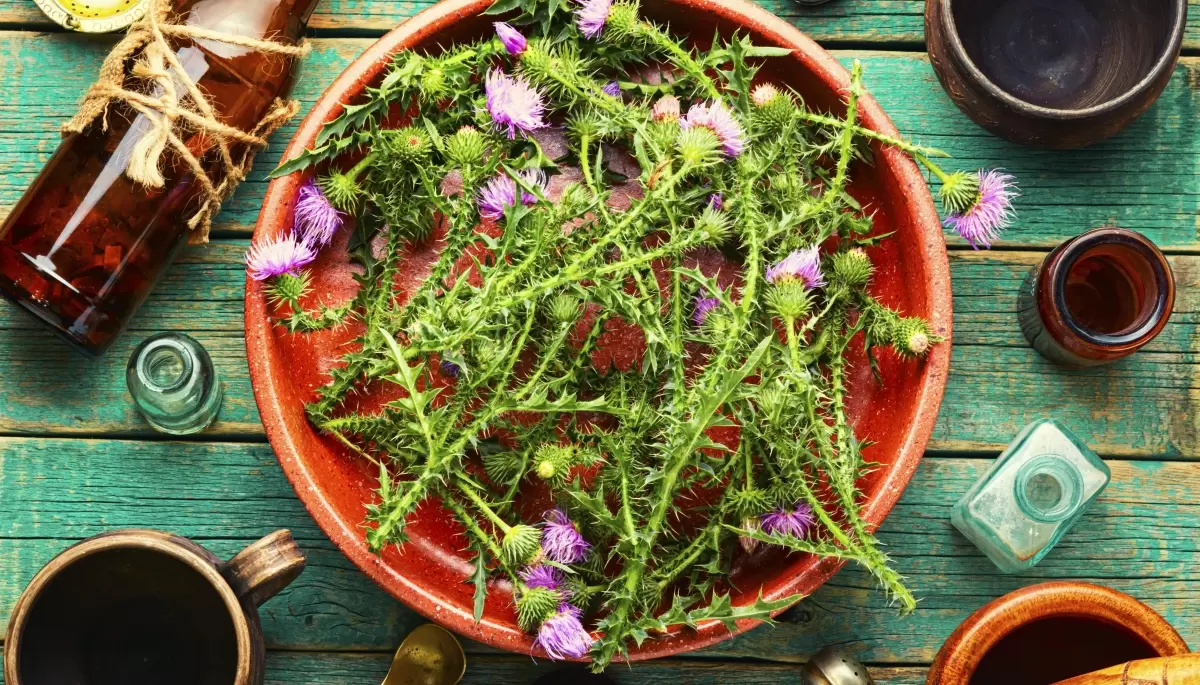 🌺 Experta de Villa Elisa ofrecerá un taller de plantas silvestres comestibles
