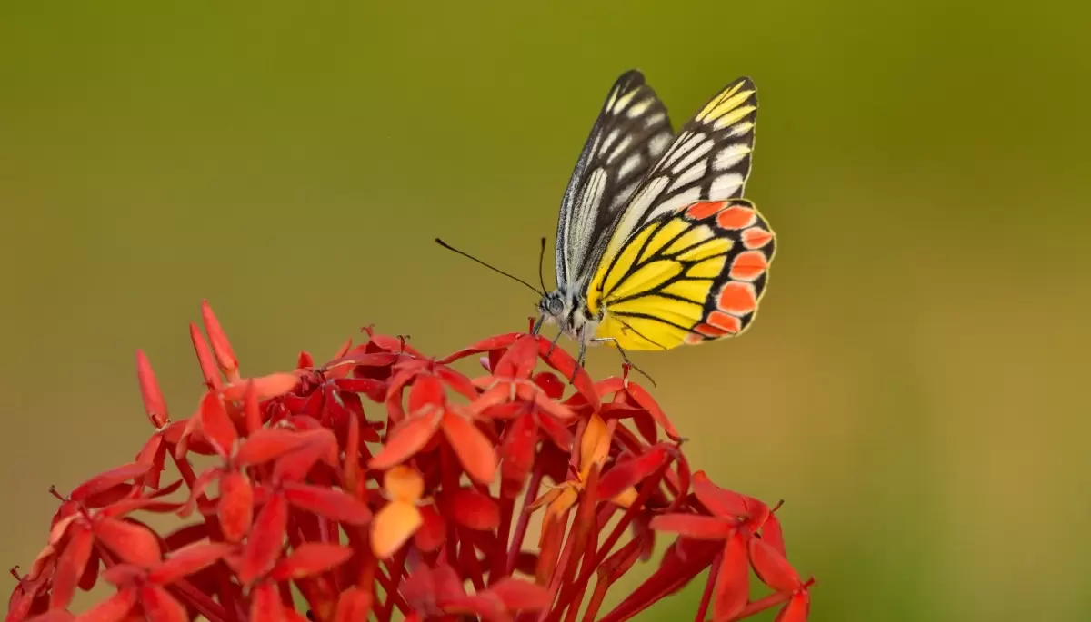 🟢 Festival de la Biodiversidad en el Parque Pereyra Iraola: ¿Cuándo es y de qué trata?