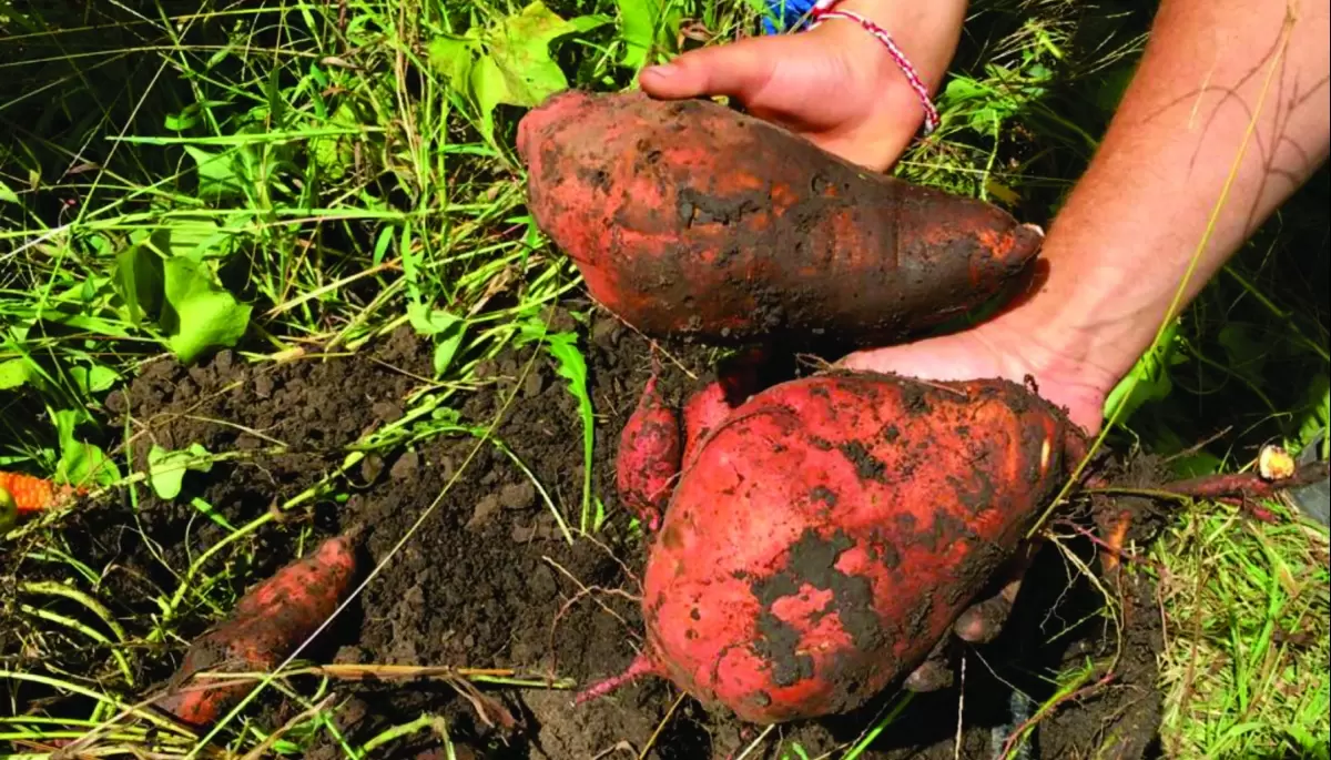 🌱 Aprendé gratis con el INTA en Villa Elisa: Agricultura familiar, residuos orgánicos y compostaje