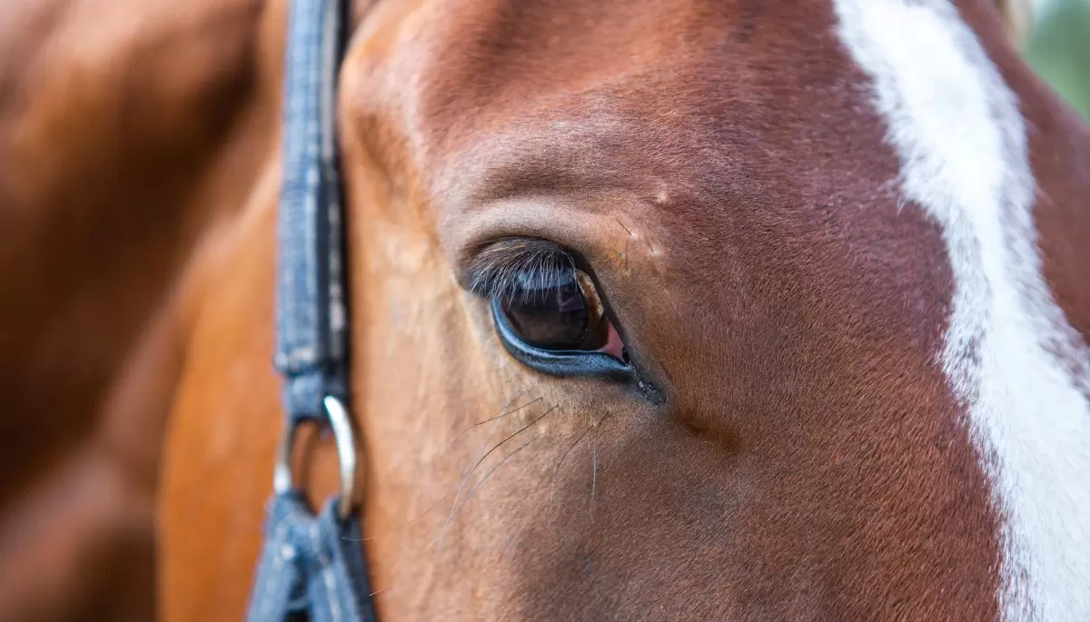 🐎 Alerta por brote: ¿Por qué se están muriendo caballos en City Bell y Villa Elisa?