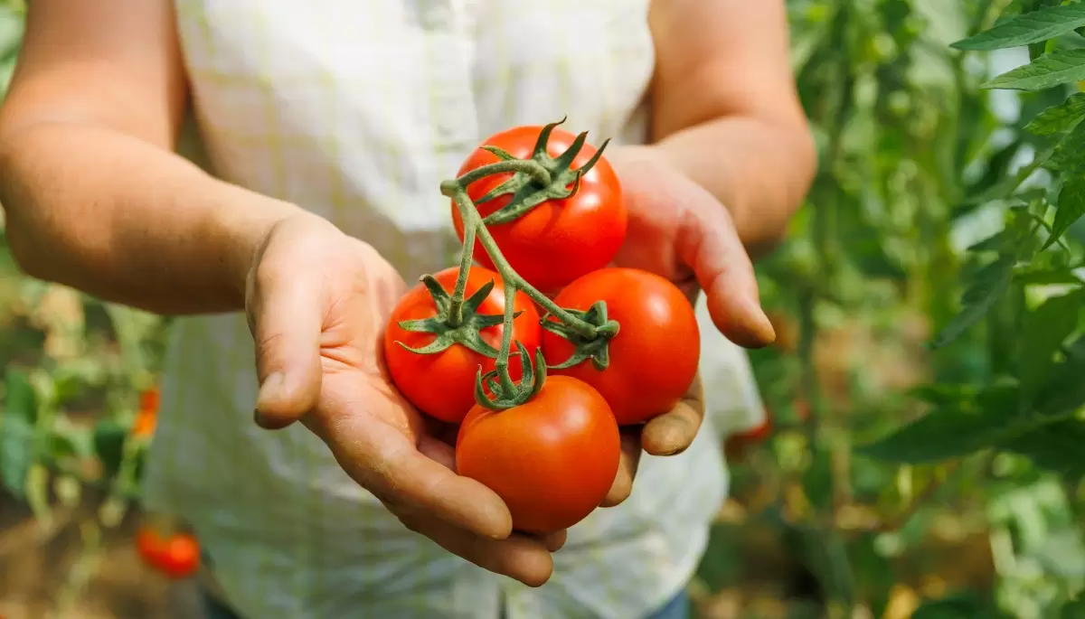🍅 Feria Agroecológica en Villa Elisa: 2 kilos de tomate a $800 y más ofertas
