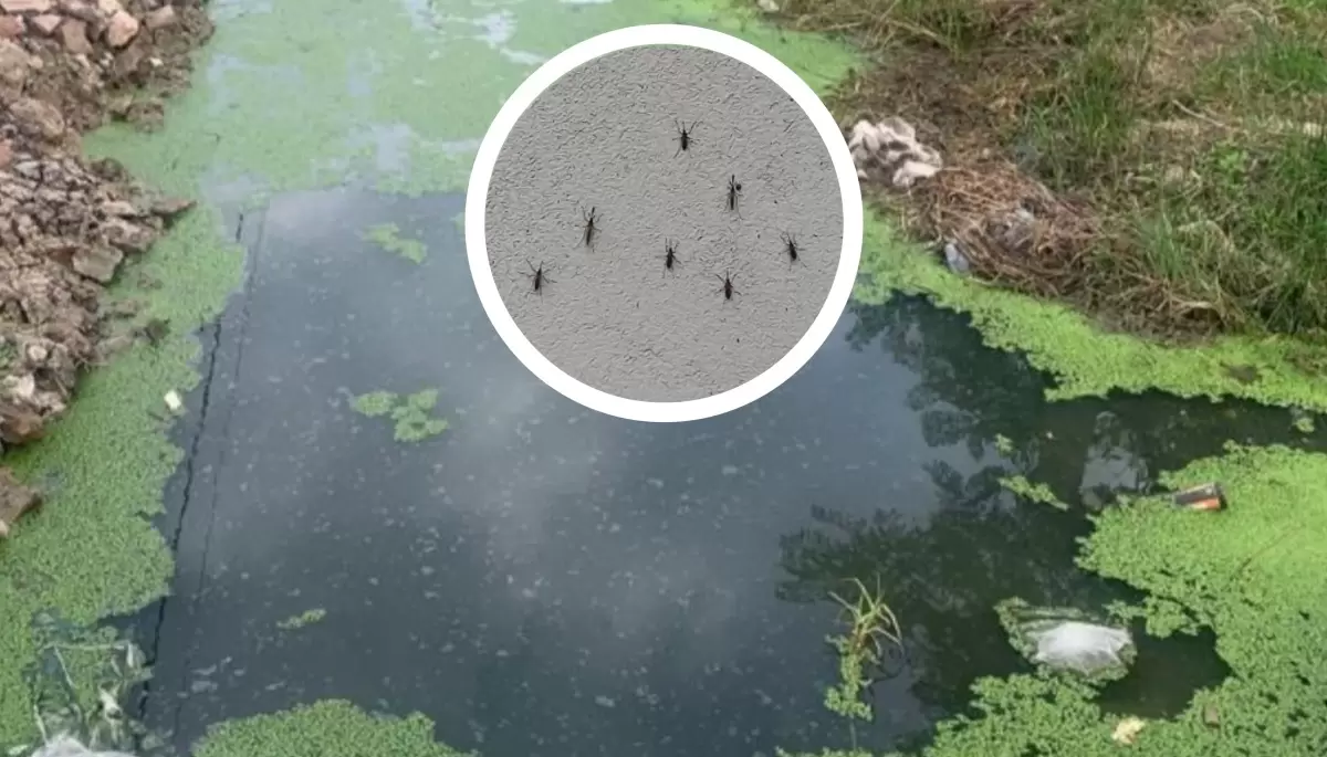 🦟 Mosquitos al ataque en City Bell: Piden soluciones urgentes a la Municipalidad de La Plata