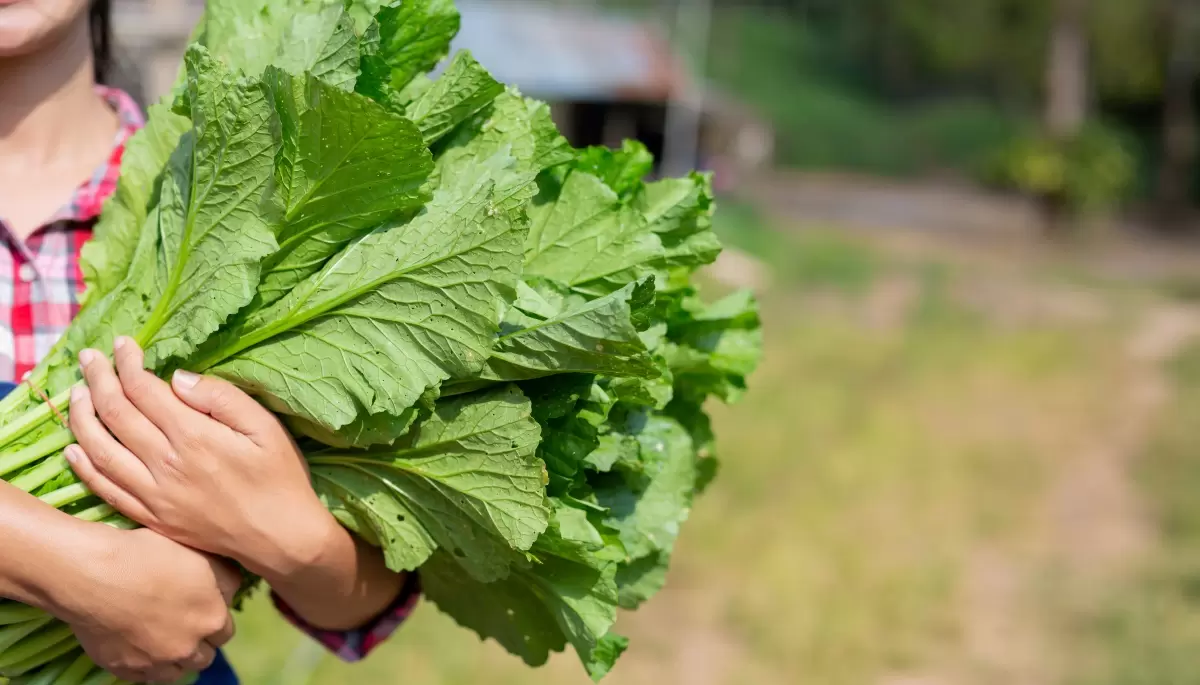 🌽 Este finde en Villa Elisa: Verdurazo y feria con productores locales