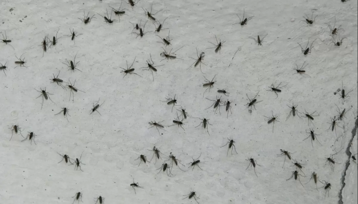 🦟 ¿En qué barrio de City Bell los vecinos no pueden salir por los mosquitos?