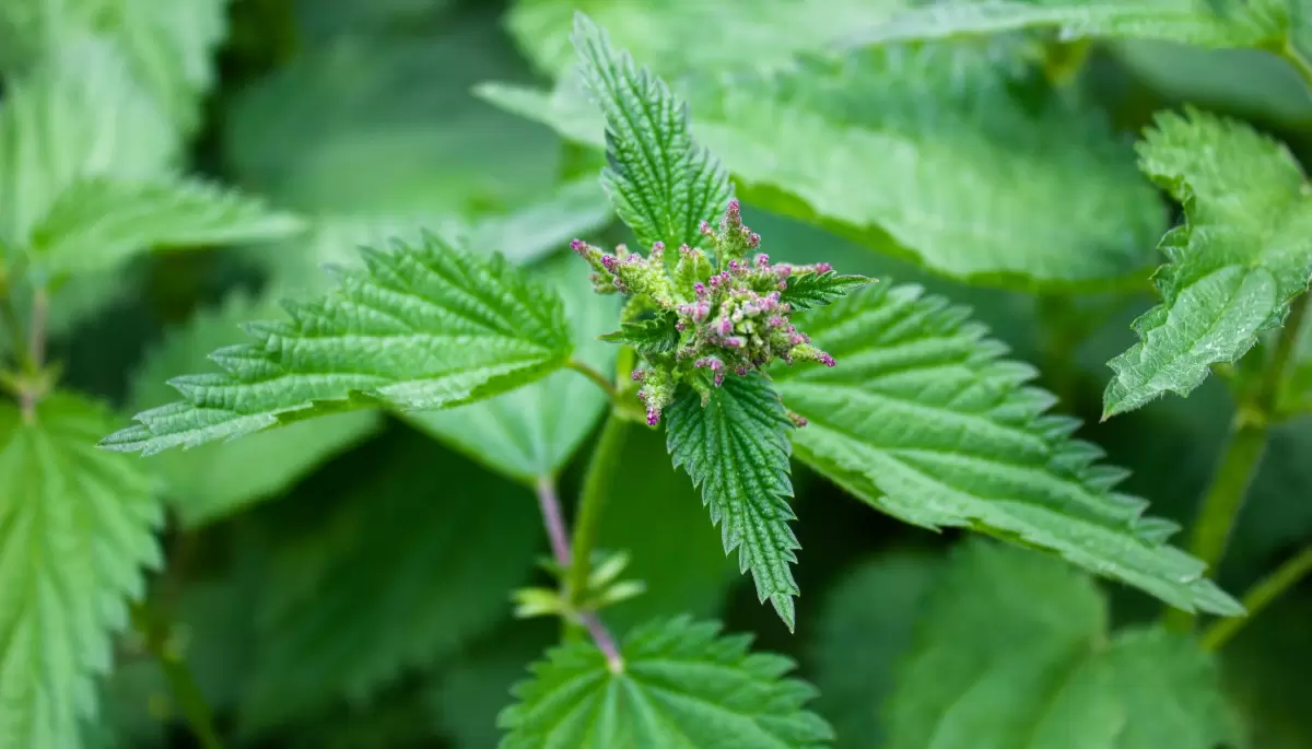 🍃 Secretos de la ortiga: Usos de la planta silvestre que abunda en City Bell y Villa Elisa