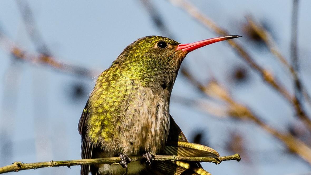 📸 Una mirada diferente a City Bell: Muestra fotográfica revela su vida salvaje y biodiversidad