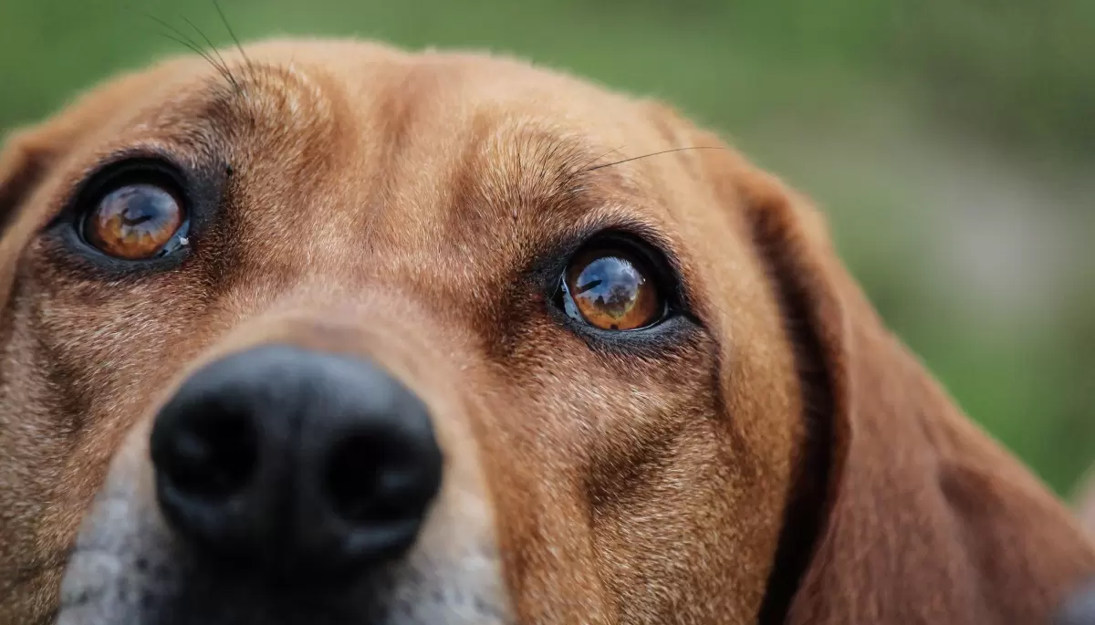 🐶 Atendé gratis a tus mascotas en Cantilo: Vacunación y castración en City Bell