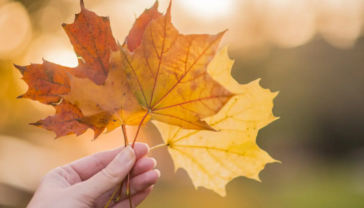 🍂 City Bell recibe el otoño con talleres y emprendedores en su huerta agroecológica