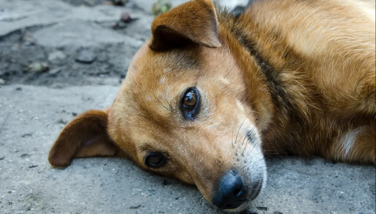 🐶 Callejeritos Villa Elisa pausa sus rescates por 15 millones de razones: ¿Cómo ayudar?