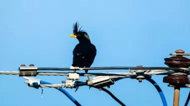 El Rincón: se quejó porque no funcionaba internet y culparon a un pájaro