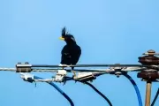 El Rincón: se quejó porque no funcionaba internet y culparon a un pájaro