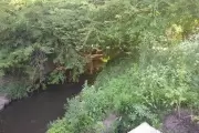 Siguen las denuncias por olores nauseabundos en el Arroyo Rodríguez de City Bell
