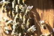 En City Bell una casa fue copada por más de 20.000 abejas