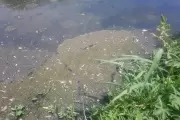 Confirmado: El Country Grand Bell y el Frigorífico Gorina son los responsables por los malos olores y la contaminación del Arroyo Rodríguez