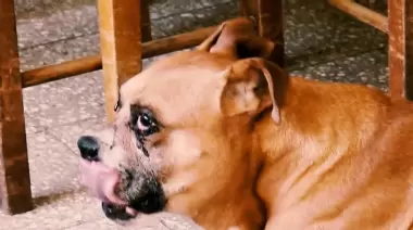 Bonzo, el perro héroe de City Bell, pudo volver a su hogar con su familia