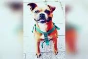 Se convirtió en héroe: Un perro salvó de un robo a una familia en City Bell