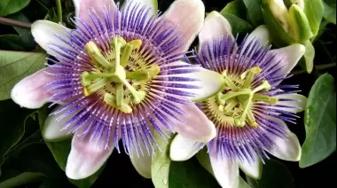 Flora y fauna: Especies nativas a la vuelta de la esquina