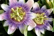 Flora y fauna: Especies nativas a la vuelta de la esquina