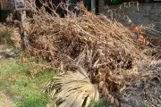 Basura acumulada: En City Bell los ladrones la usan para esconderse
