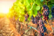 Vino de Bodega: Conocé la historia del Malbec en la Argentina