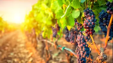 Vino de Bodega: Conocé la historia del Malbec en la Argentina