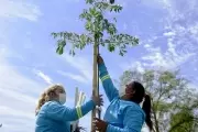 El "Plan de Forestación" pasó por la Plaza Mitre de City Bell
