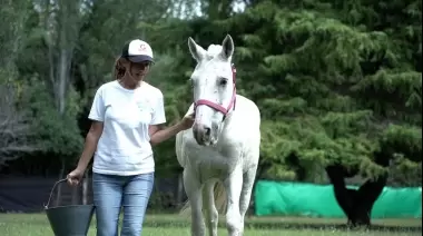 Video: Más de 400 animales ya fueron asistidos en Arturo Seguí