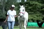 Video: Más de 400 animales ya fueron asistidos en Arturo Seguí