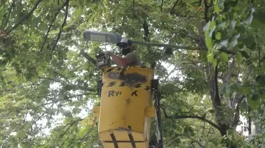 Comienza plan de poda para despejar cámaras, luminarias y semáforos
