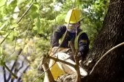Temporada de poda: comienzan los trabajos en City Bell, Villa Elisa y Gonnet