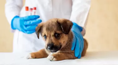 El viernes llega a Gonnet una jornada de Vacunación antirrábica gratis