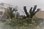 Furia por masacre de árboles en City Bell: Sumate a la petición online