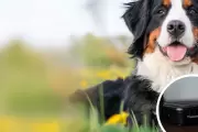 En Zona Norte te roban desde cables de luz e internet hasta el perro