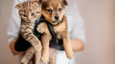 Martes en Gorina: Vacunación y atención primaria gratis para mascotas