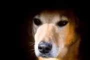 Bronca y alerta en Gonnet: Aparecieron perros y pájaros envenenados