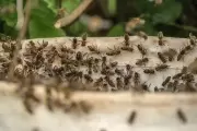 Primavera y enjambres de abejas bajo la mirada de un especialista
