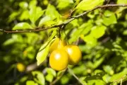 Imperdible: Comienza el Taller de Poda de Frutales en el Parque Ecológico