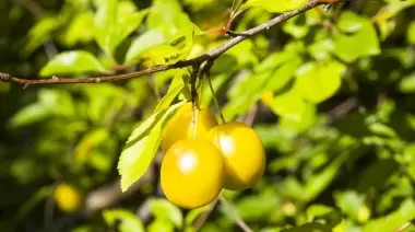 Imperdible: Comienza el Taller de Poda de Frutales en el Parque Ecológico