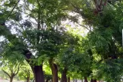 Este sábado 25: Reconocimiento arbóreo en Plaza Belgrano de City Bell