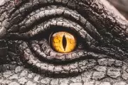 ¿Jurassic Park en Gonnet? Así será el proyecto estelar de la República de los Niños