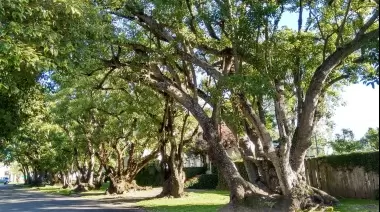 Ola de calor en Zona Norte: El rol de los árboles para reducir la temperatura
