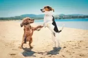 ¿Cuáles son las claves para viajar con mascotas en vacaciones?