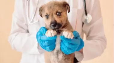 Bronca y polémica: ¿Cuándo empiezan las castraciones gratuitas en La Plata?