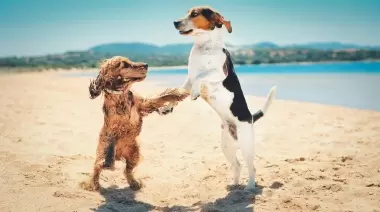 ¿Cuáles son las claves para viajar con mascotas en vacaciones?