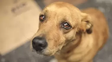 🐾 City Bell: A beneficio de los Callejeritos llega una Milonga solidaria