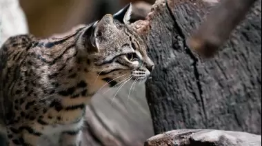 Grave denuncia por animales silvestres muertos en el Parque Pereyra