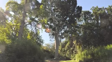 🌳 ¿Hay un acuerdo para talar el Parque Pereyra Iraola?