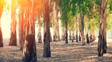 ❎ Parque Pereyra Iraola: Marcha y bronca por polémico acuerdo sobre tala