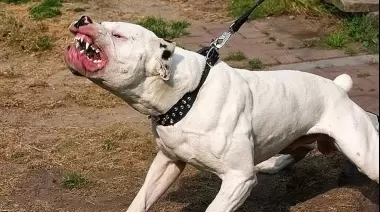 Pitbull asesino en City Bell: Vecina pide justicia por su perro
